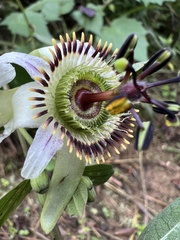 Passiflora cuspidifolia