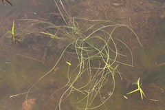 Schoenoplectus subterminalis