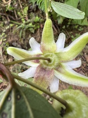 Passiflora cuspidifolia