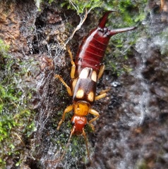 Forficula smyrnensis