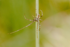 Allende nigrohumeralis