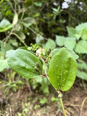 Passiflora cuspidifolia