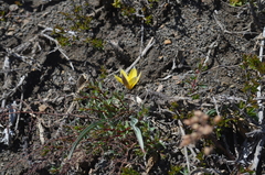 Tulipa