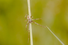 Allende nigrohumeralis