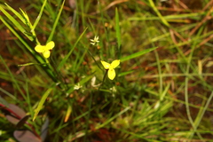 Xyris montana