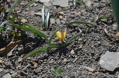 Tulipa