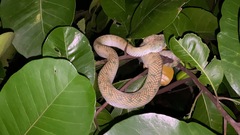 Tropidolaemus subannulatus
