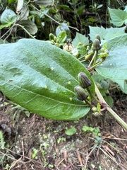 Passiflora cuspidifolia