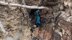 Cicindelinae