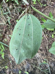 Passiflora cuspidifolia