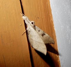 Oxyodes scrobiculata