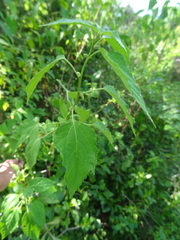 Acalypha fruticosa