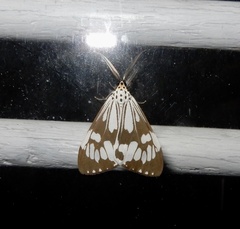 Nyctemera adversata