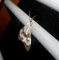 Nyctemera adversata