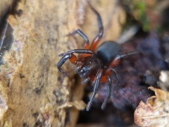 Gnaphosa bicolor