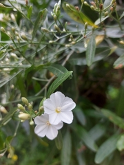 Convolvulus floridus