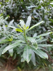 Convolvulus floridus