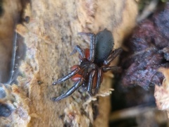 Gnaphosa bicolor