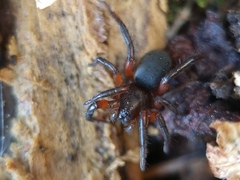 Gnaphosa bicolor