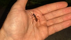 Dinomyrmex gigas