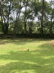 Turdus olivaceofuscus