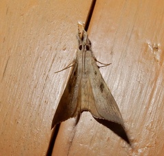 Oxyodes scrobiculata