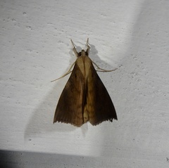 Oxyodes scrobiculata