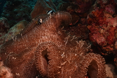 Stichodactyla mertensii