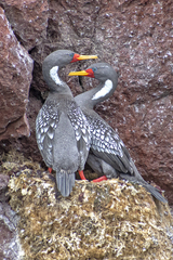 Poikilocarbo gaimardi