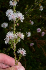 Melaleuca squamea