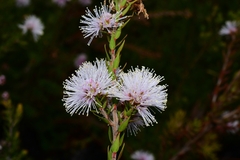 Melaleuca squamea