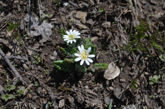 Leibnitzia knorringiana
