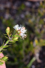 Melaleuca squamea