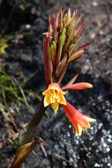 Blandfordia punicea