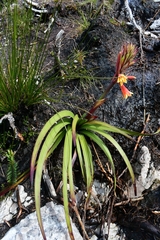 Blandfordia punicea