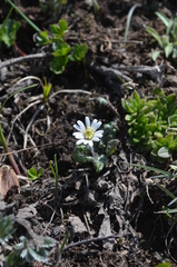 Leibnitzia knorringiana