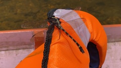 Sieboldius japponicus