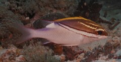 Scolopsis bilineata