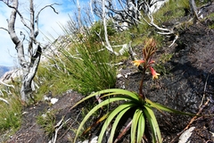 Blandfordia punicea