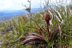 Blandfordia punicea