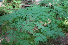 Corydalis scouleri