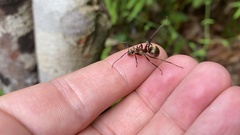 Polyrhachis bihamata