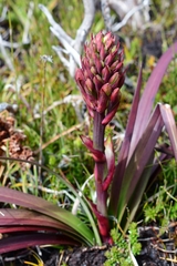 Blandfordia punicea