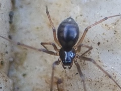 Linyphiidae