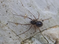 Linyphiidae