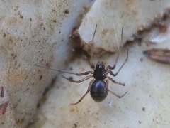 Linyphiidae