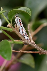 Utetheisa pulchelloides
