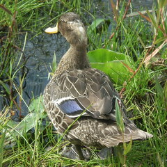 Anas undulata