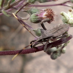 Elasmopoda valga