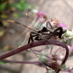 Elasmopoda valga